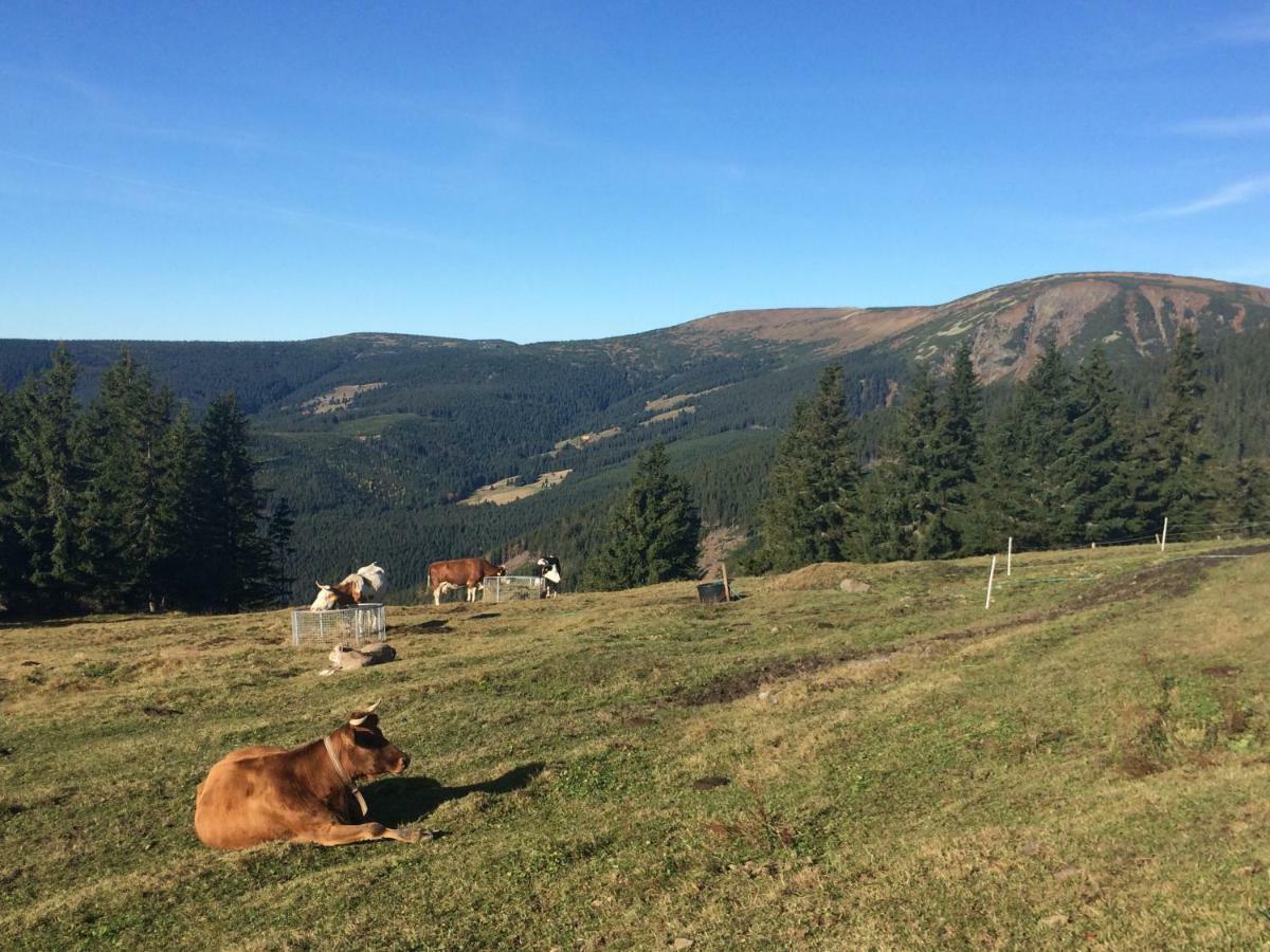 Apartmán Pod Černou Horou Svoboda nad Úpou Exterior foto
